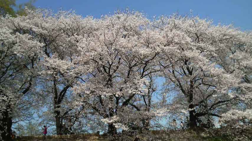 背割公園