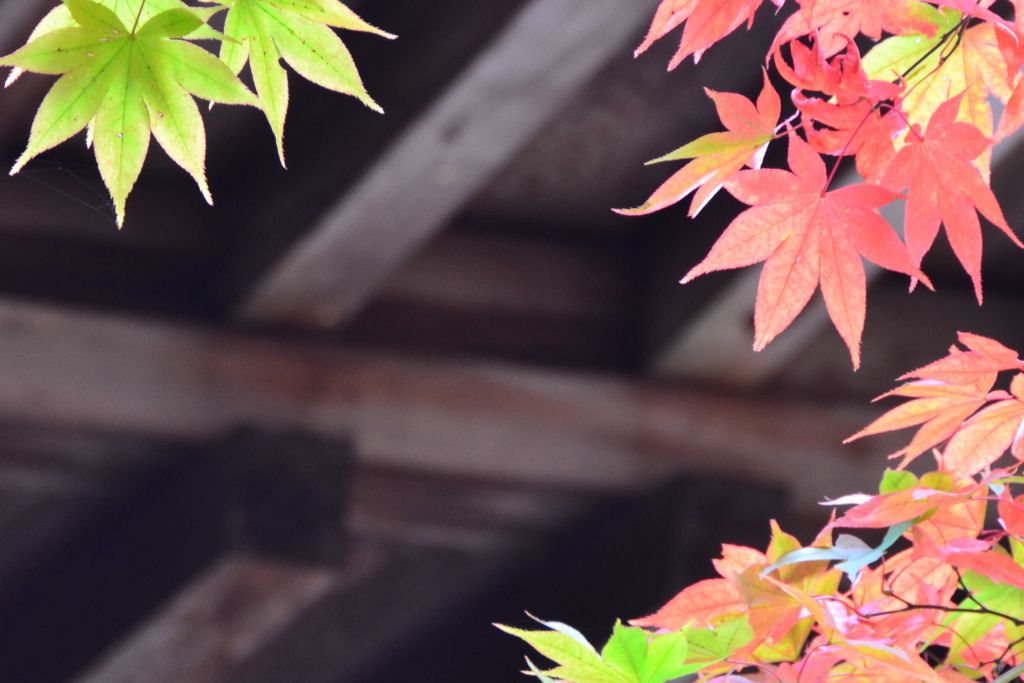 2015-11 紅葉