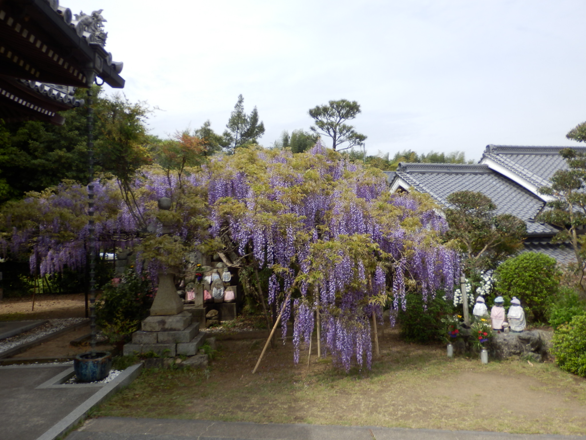 2016-04子安地蔵寺