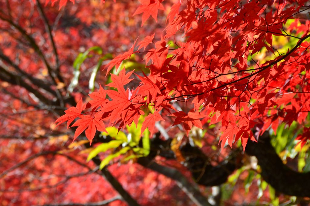 2015-11