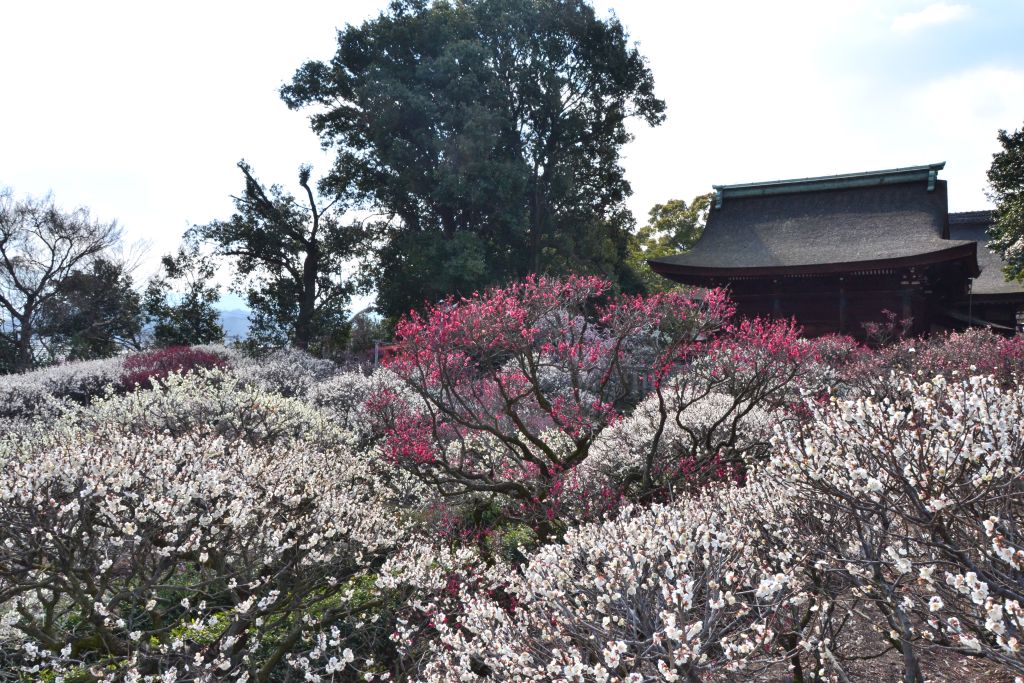 藤井寺「道明寺」