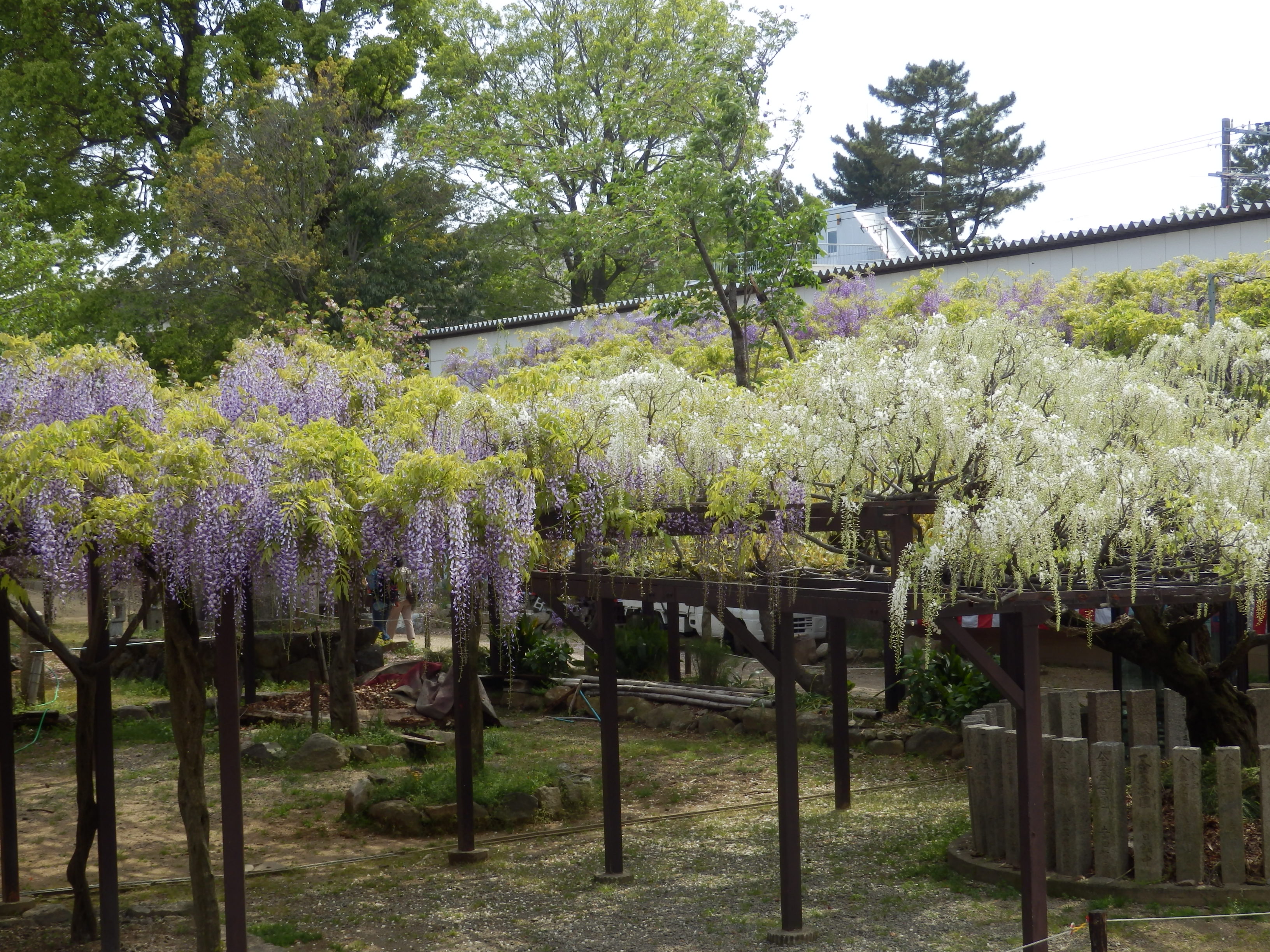 2017-4葛井寺