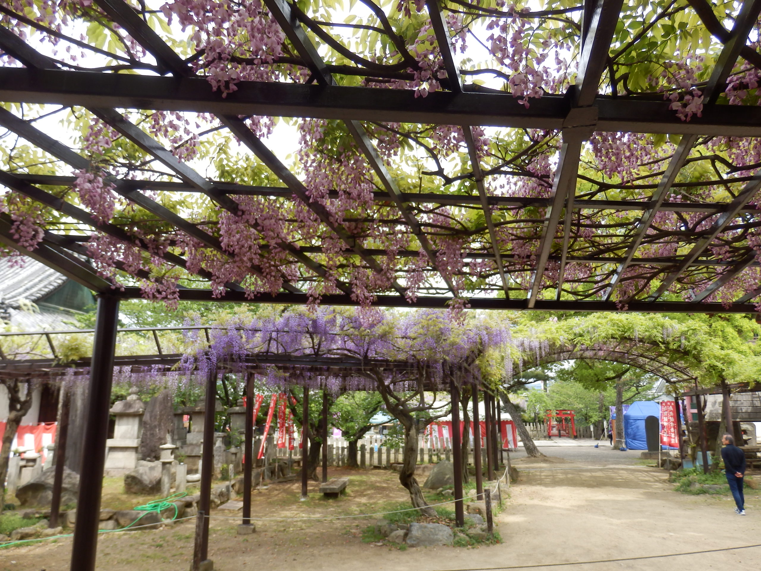 2017-4藤井寺