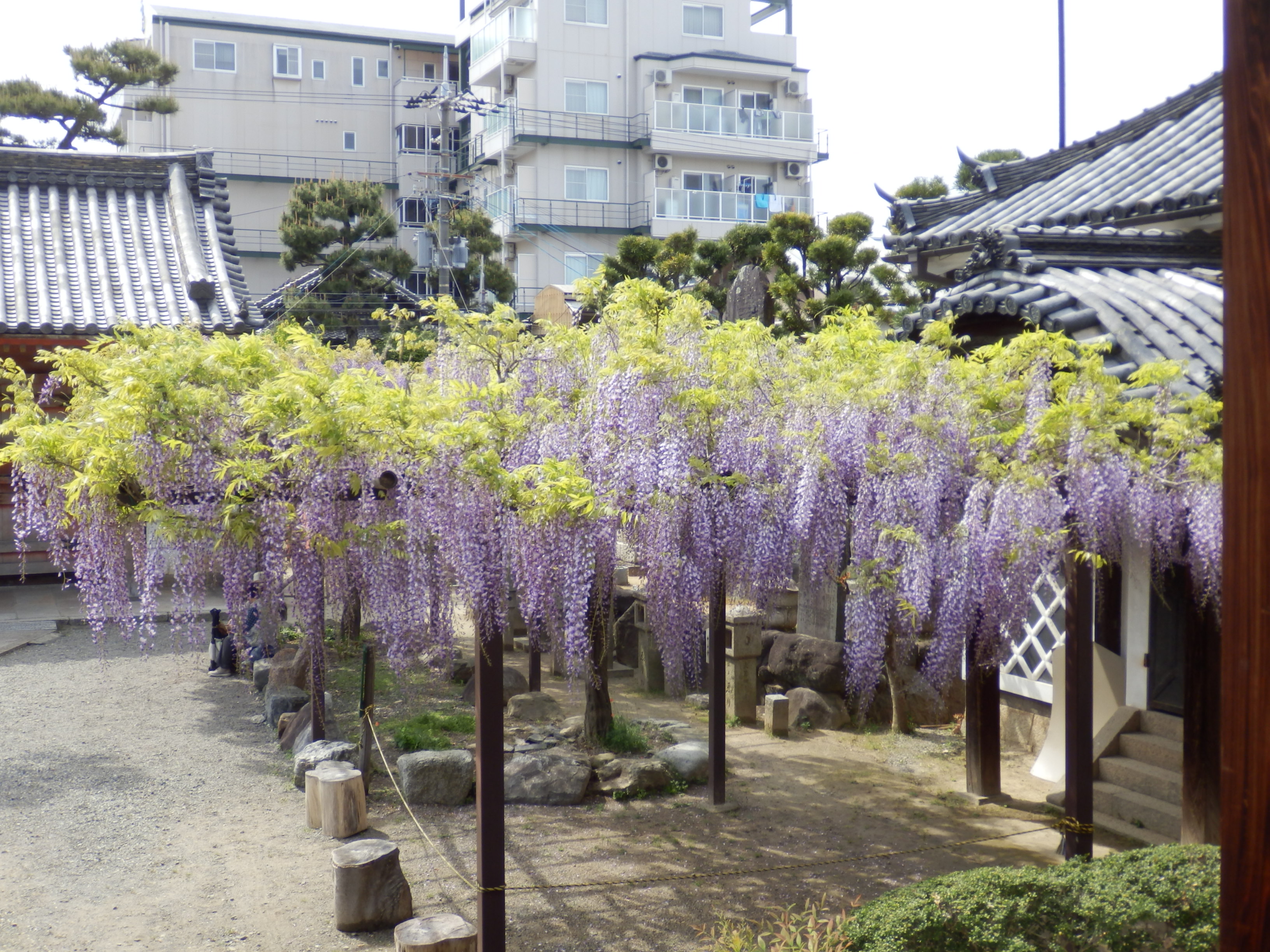 葛井寺