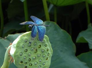 琵琶湖